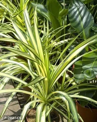 Baishnab Spider Plant African spider plant88-thumb0