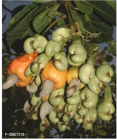 Baishnab  CASHEW  NUT APPLE PLANT FC100190 Cashew A