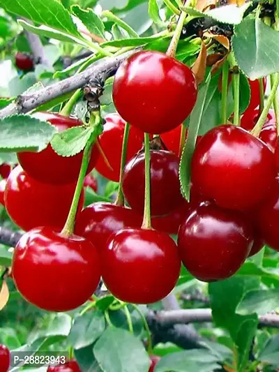 Baishnab  Cherry Fruit Live PlantCF00011 Cherry F