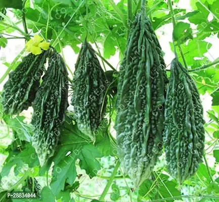 Baishnab Bitter gourd seeds 10 per packetKD 66810PIECE