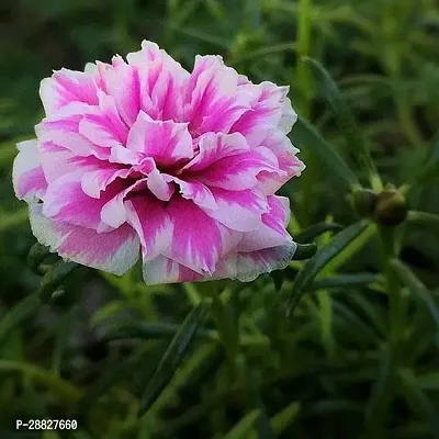 Baishnab  Portulaca 9 O Clock Pink White  Plan