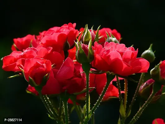 Baishnab  Deshi GolabRed Rose Live PlantV2 Rose-thumb0