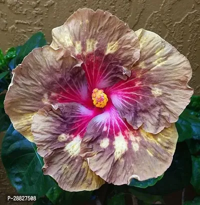 Baishnab  Hybrid Hibiscus Flower Live PlantCF335-thumb0