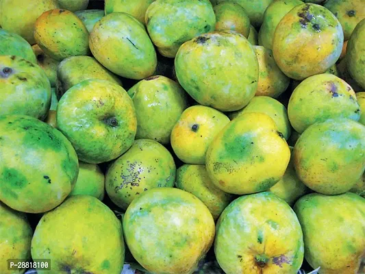 Baishnab  MalgoaMulgoba Mango Fruit Live Plant Man