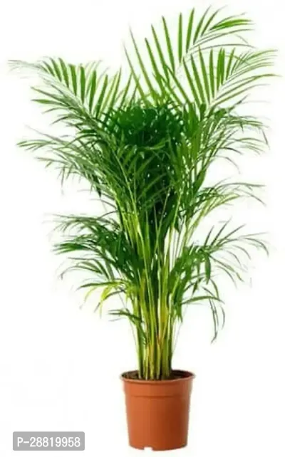 Baishnab  S11 Areca Palm-thumb0