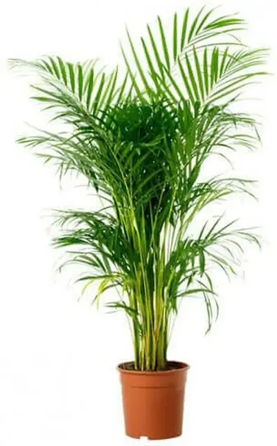 Hot Selling Plant & Planters 