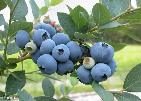 Baishnab Karonda Plant Rare Hybrid Bush Blueberry Fruit Live Plant