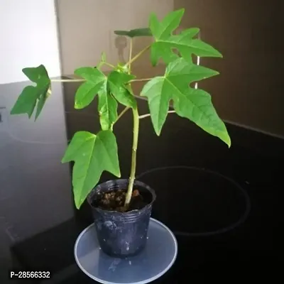 Baishnab Papaya Plant papita 01