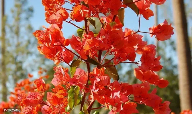 Baishnab  Bougainvillea Plant CF0005 Baugainville-thumb0