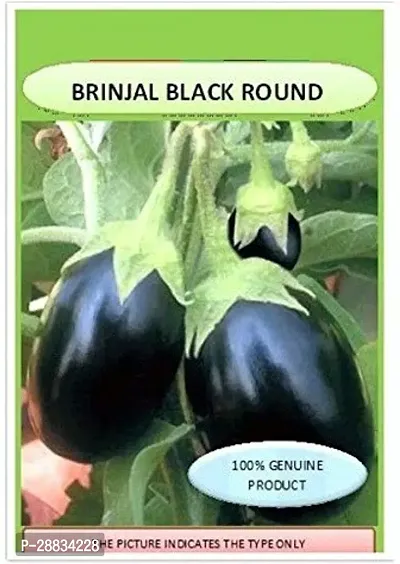 Baishnab Brinjal seed 2500 per packet hmBRINJAL BLACK ROUND F1 HYBRID SEEDS ORGANIC2500PIECE