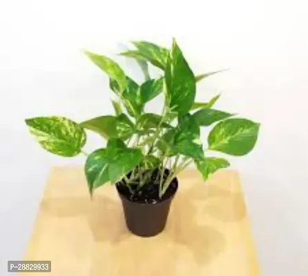 Baishnab  Money Plant B19 Money Plant-thumb0