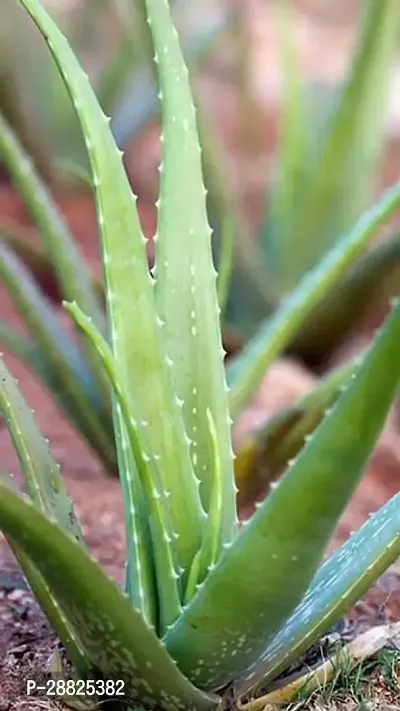 Baishnab  SHIVAMAGRO0041 Aloe Vera Plant-thumb0