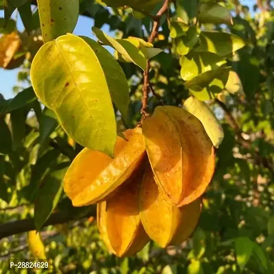 Baishnab  Rare Star Fruit Grafted Live plant CF064-thumb0