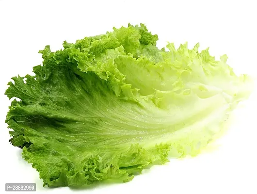 Baishnab Lettuce seedCURLY AU116751PIECE-thumb0