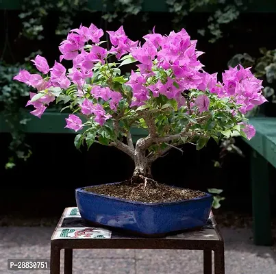 Baishnab  RSP243 Bougainvillea Plant-thumb0