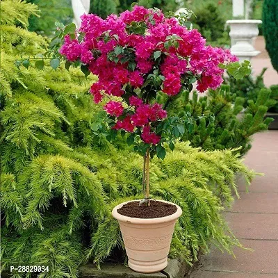 Baishnab  Baugainvillea Plant Disha000334 Baugai-thumb0