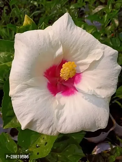 Baishnab  ho11 Hibiscus Plant