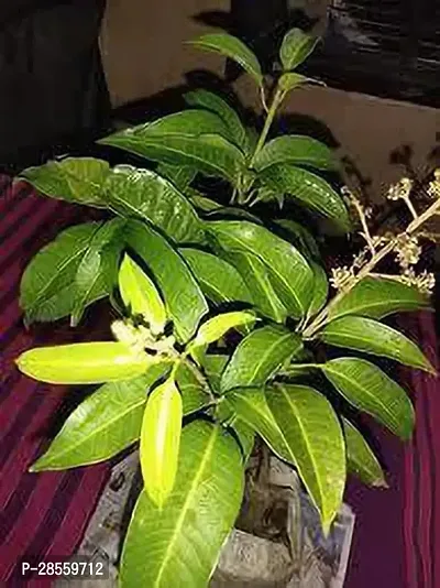 Baishnab Mango Plant MANGO PLANT THAI 52EW-thumb2