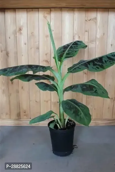 Baishnab  bbn1 Banana Plant-thumb0