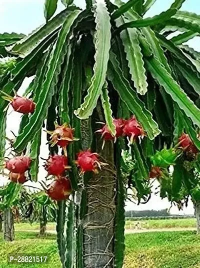 Baishnab  Dragon plant Kolkata Dragon Tree-thumb0