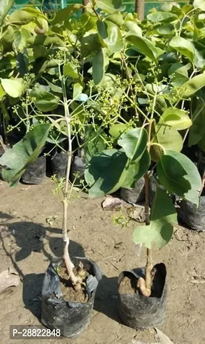 Baishnab  Grafted White Jamun Live Plant-thumb0