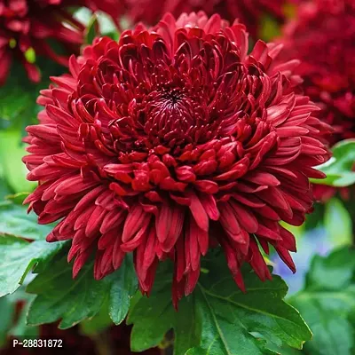 Baishnab  Chrysenthemum Red01 Chrysanthemums Gulda-thumb0