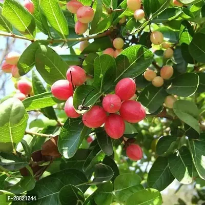 Baishnab  Live Aloo Bukhara  Pulm Fruit Plants Alo-thumb0