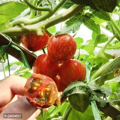 Baishnab tomato seed 500 ps hhew Cherry Stripe Tomato Seeds500PIECE