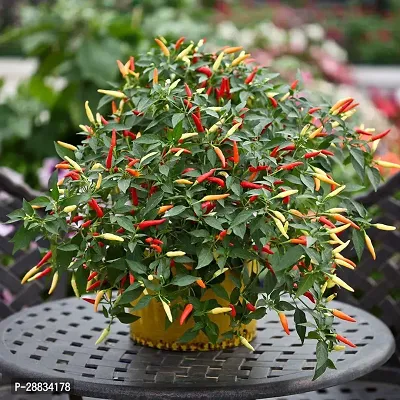 Baishnab chilli seed 150 psgyChilli seeds Cayenne Hot Pepper Chilli150PIECE-thumb0