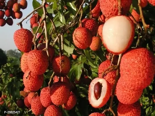 Baishnab  Litchi Plant Live Plant CF3097 Litchi P-thumb0