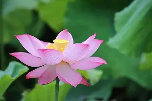 Baishnab lotus  seed 40 per packet Lotus Hybrid Flower Seeds   L86840PIECE-thumb1