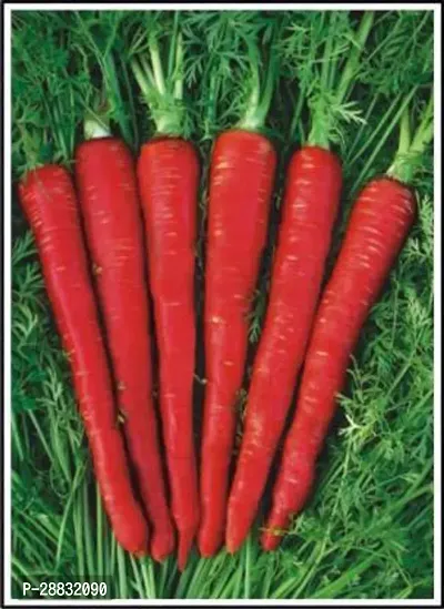 Baishnab Gajar Seed  50 ps   Red Carrot Seed55480450PIECE