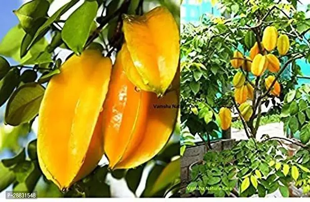 Baishnab  Sweet Carambola Star Fruit Tree Indonesia-thumb0