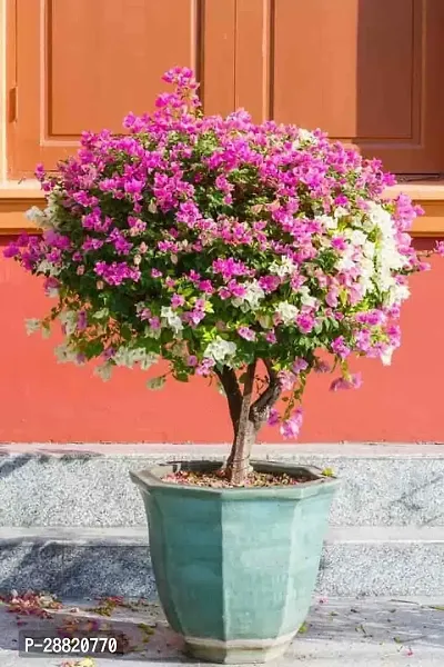 Baishnab  bzb11 Bougainvillea Plant