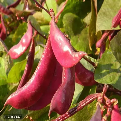 Baishnab purple beans 500 ps det Hybrid Purple Beans Dolichos Lablab Seeds500PIECE