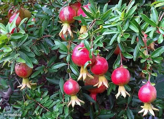 Baishnab  cc11 Pomegranate Plant-thumb0