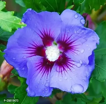 Baishnab  Hibiscus Plant  American Hibiscus Plant-thumb0