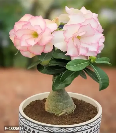 Baishnab  Pink Adenium plant Adenium Plant-thumb0