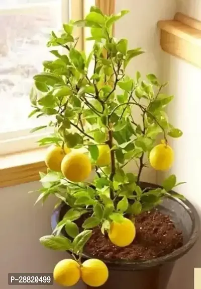 Baishnab  lef01 Lemon Plant