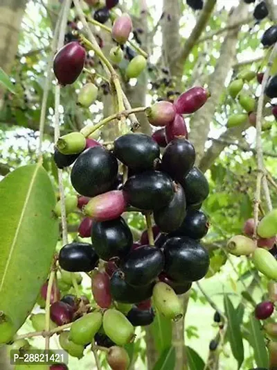 Baishnab  JAMUN PLANT2 Jamun Plant-thumb0