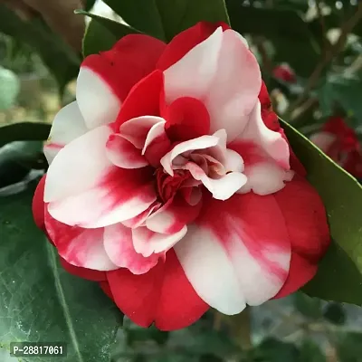 Baishnab  Camelia Flower Plant Rose Plant