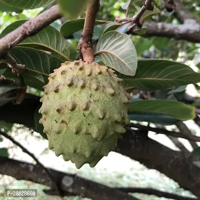 Baishnab  Custard Apple Live Plant Disha309044113-thumb0