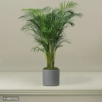 Baishnab  n11 Areca Palm