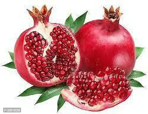 Baishnab  Anar fruit plant Pomegranate Plant-thumb0