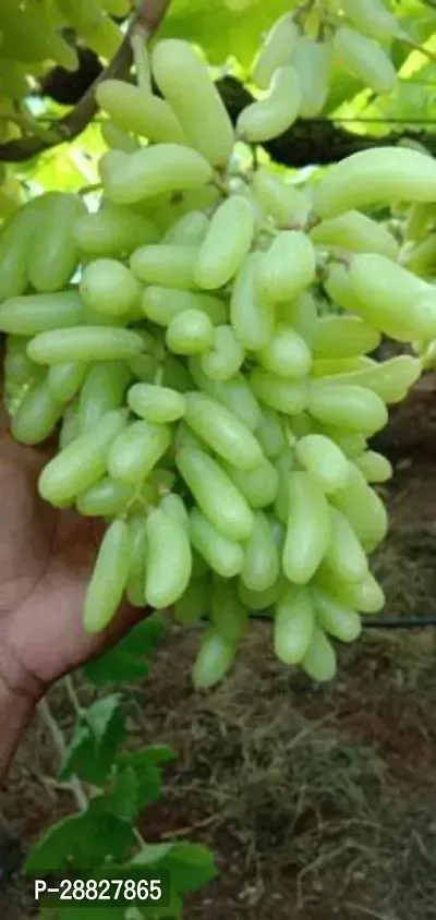 Baishnab  t411 Grapes Plant-thumb0