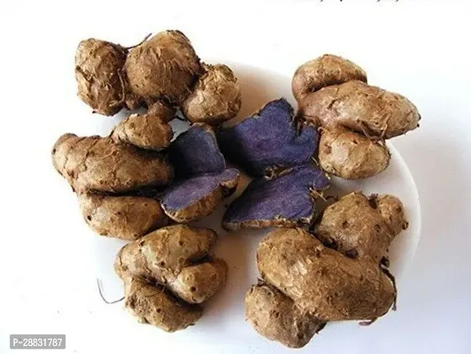 Baishnab Black ginger 50gm SS Natural Black Ginger Kaempferia Parviflora Rare Black Ginger Krachai Dum or Tai Ginseng Rhizomes for Growing50PIECE