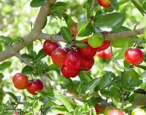 Baishnab  Vandalay cherry plant Cherry Fruit Plant-thumb0