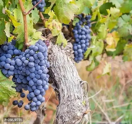 Baishnab  Cabernet Sauvignon Grape Plant Grape Plan