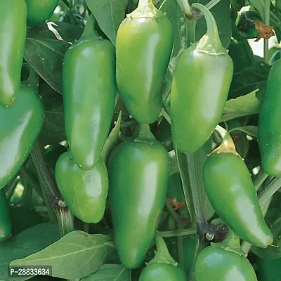 Baishnab chilli seed 40 ps vfJalapeno Early Hot Pepper Seeds40PIECE