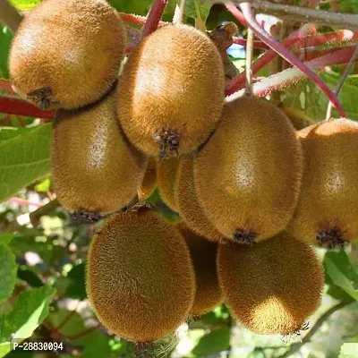 Baishnab  Kiwi fruit plant Ki79 Kiwi Plant